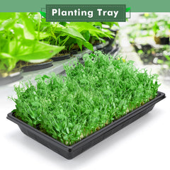 Sckee Plant Growing Tray with seeds planted