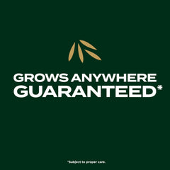 Scotts EZ Seed Patch & Repair application process step