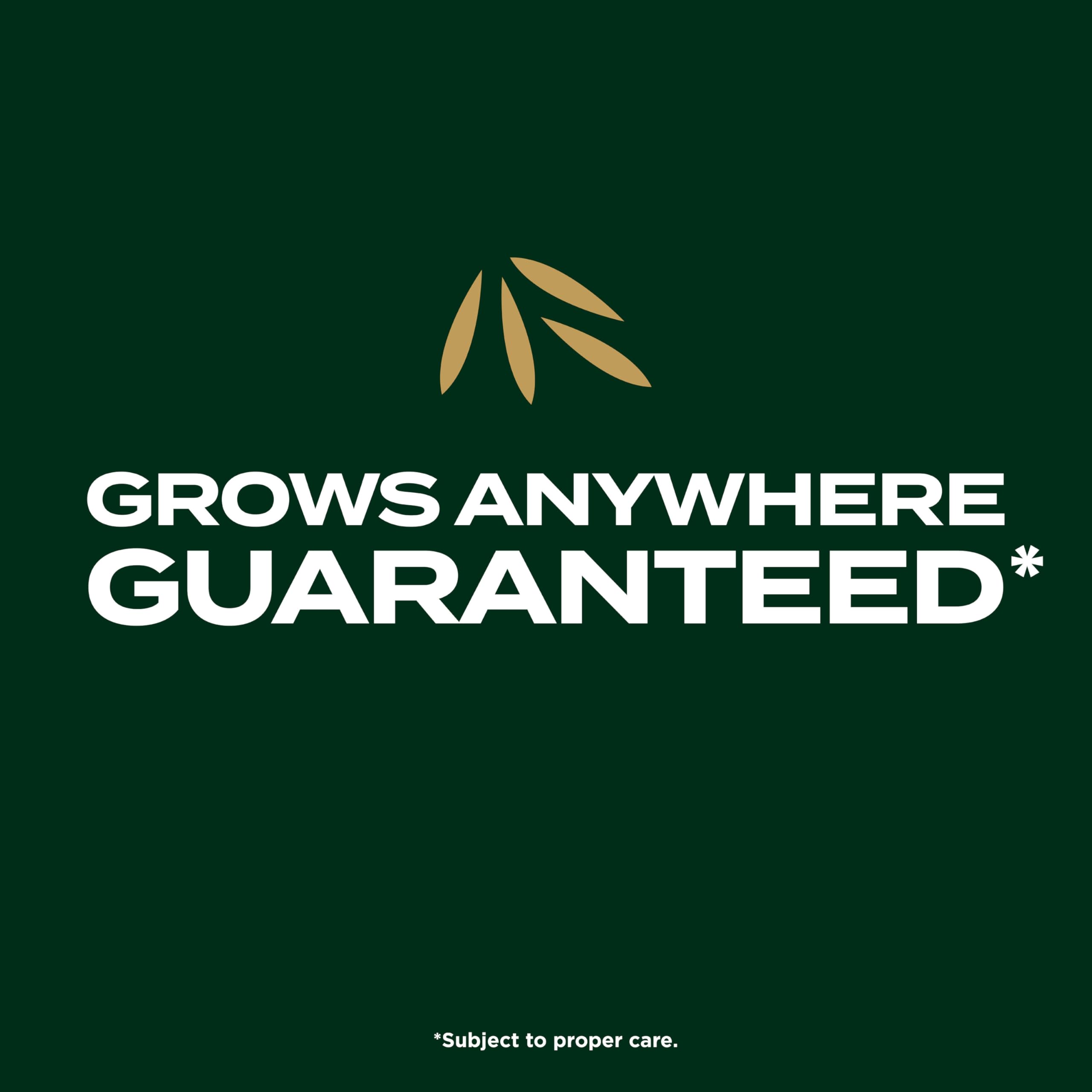 Scotts EZ Seed Patch & Repair grass seed mix demonstration