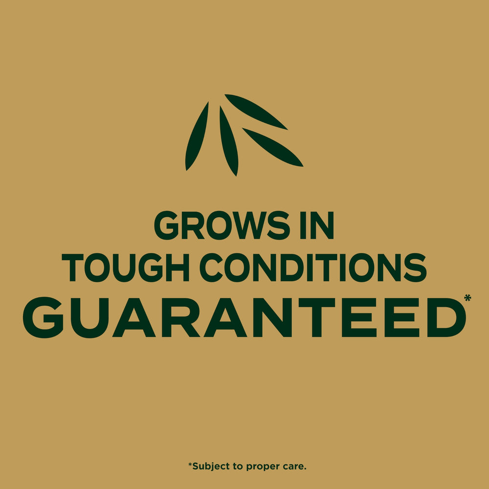 Scotts EZ Seed Patch & Repair Zoysia Grass seeds spread on soil