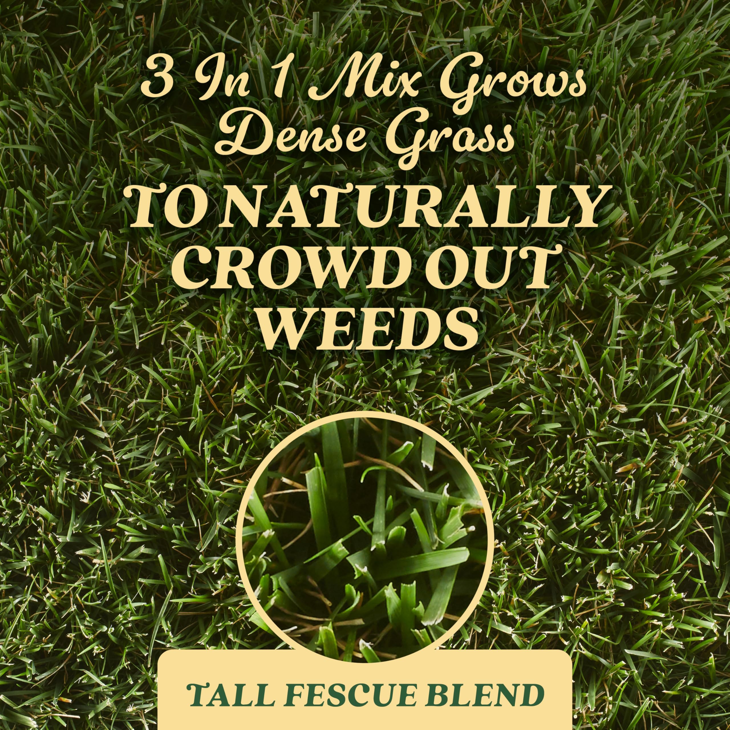 Scotts Tall Fescue Blend Grass Seed application instructions