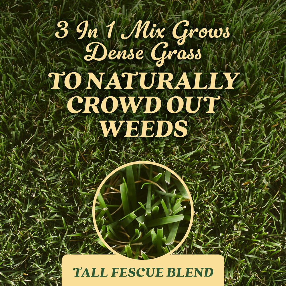 Scotts Tall Fescue Blend Grass Seed application instructions