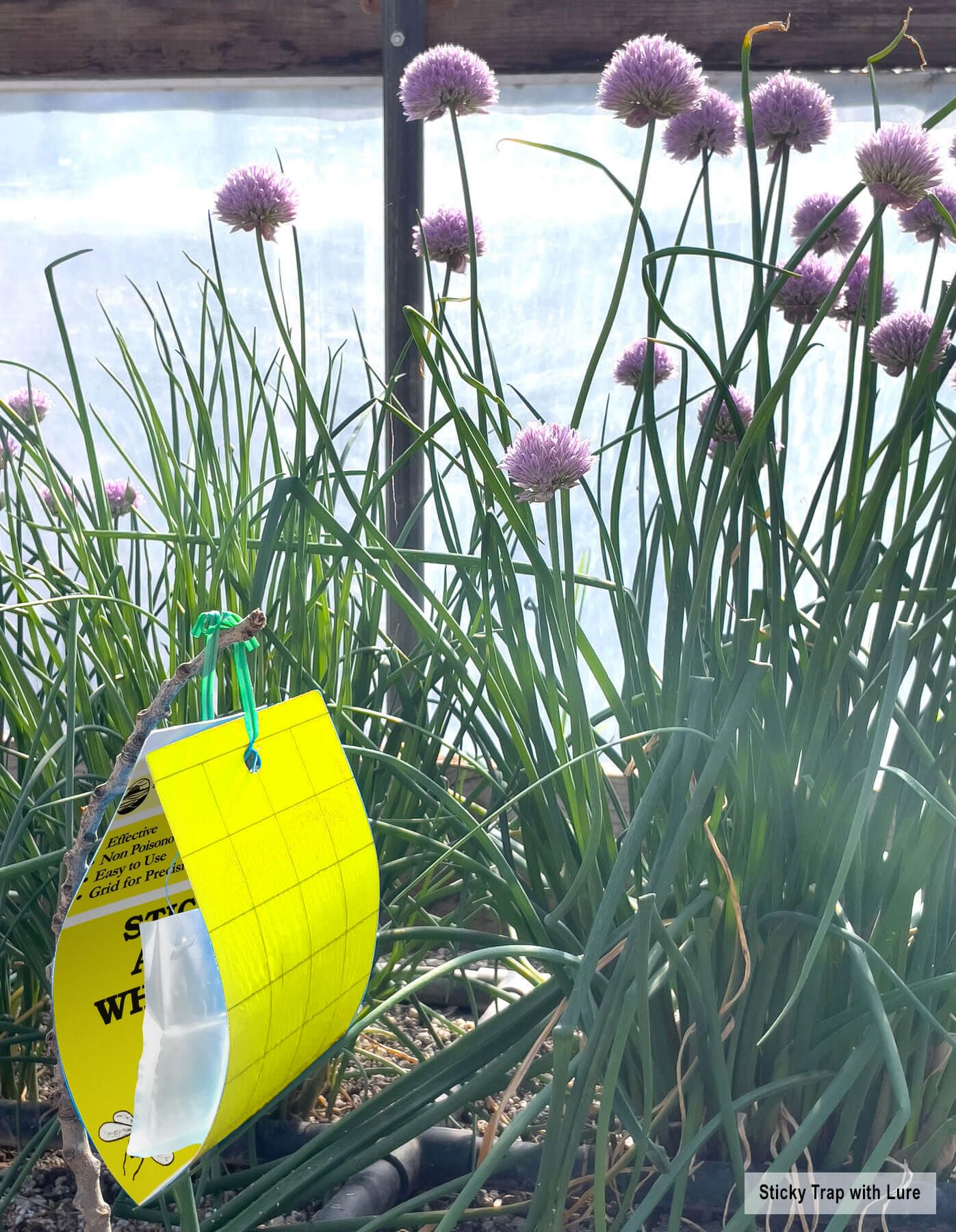 SeaBright Yellow Sticky Trap hanging on a plant