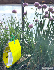 SeaBright Yellow Sticky Trap hanging on a plant
