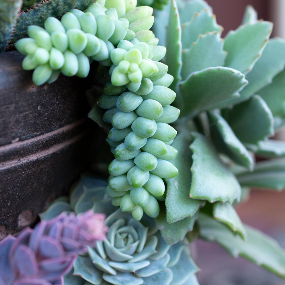 Sedum Burrito succulent alongside other hanging plants