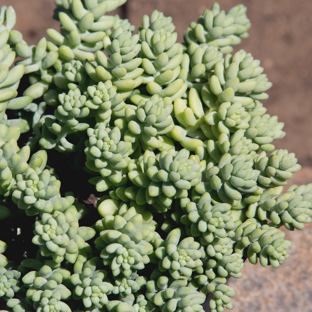 Sedum Burrito succulent basket hanging indoors