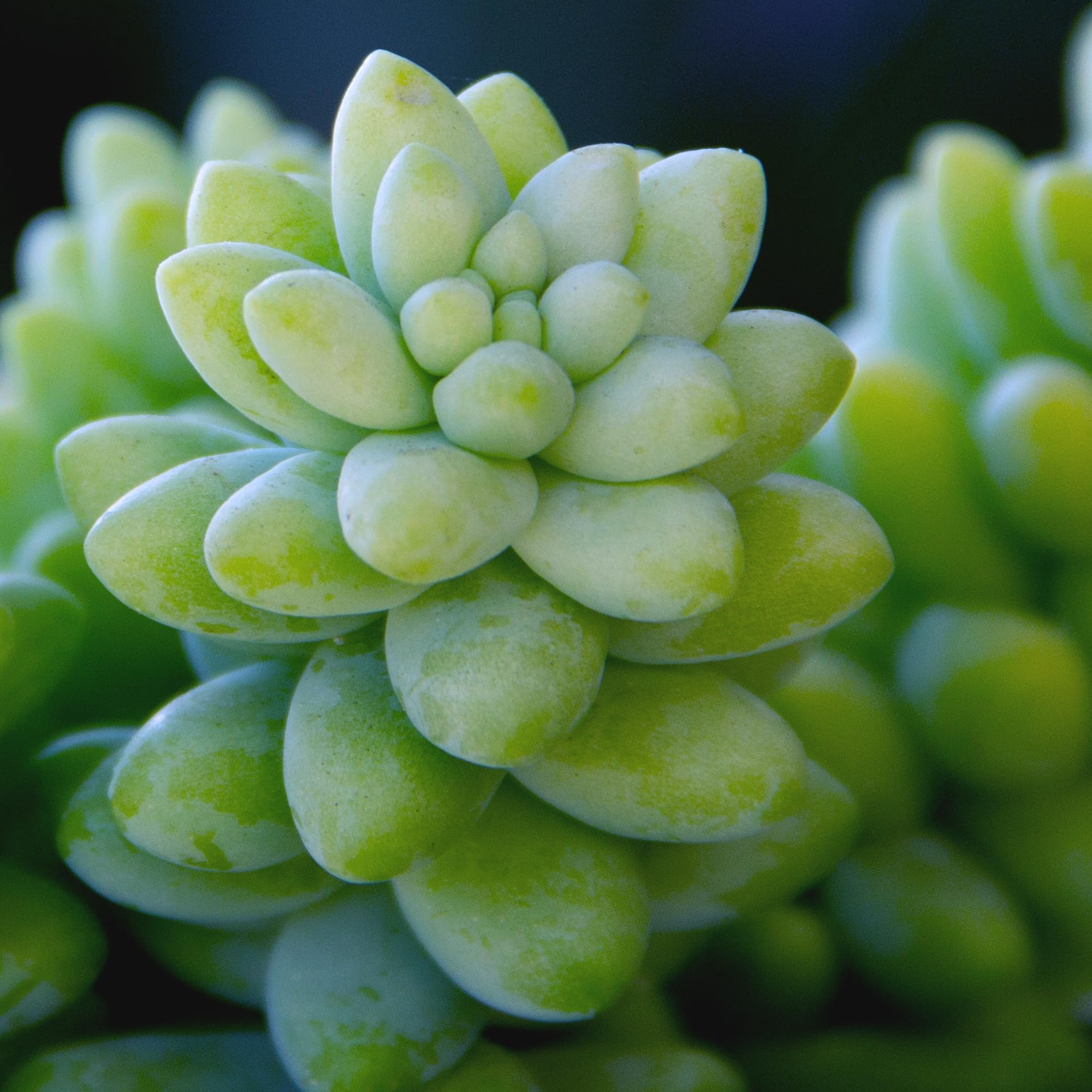 Sedum Burrito succulent blooming in spring