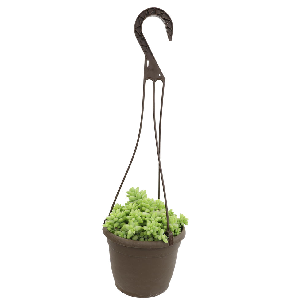 Sedum Burrito succulent in a 6-inch hanging basket