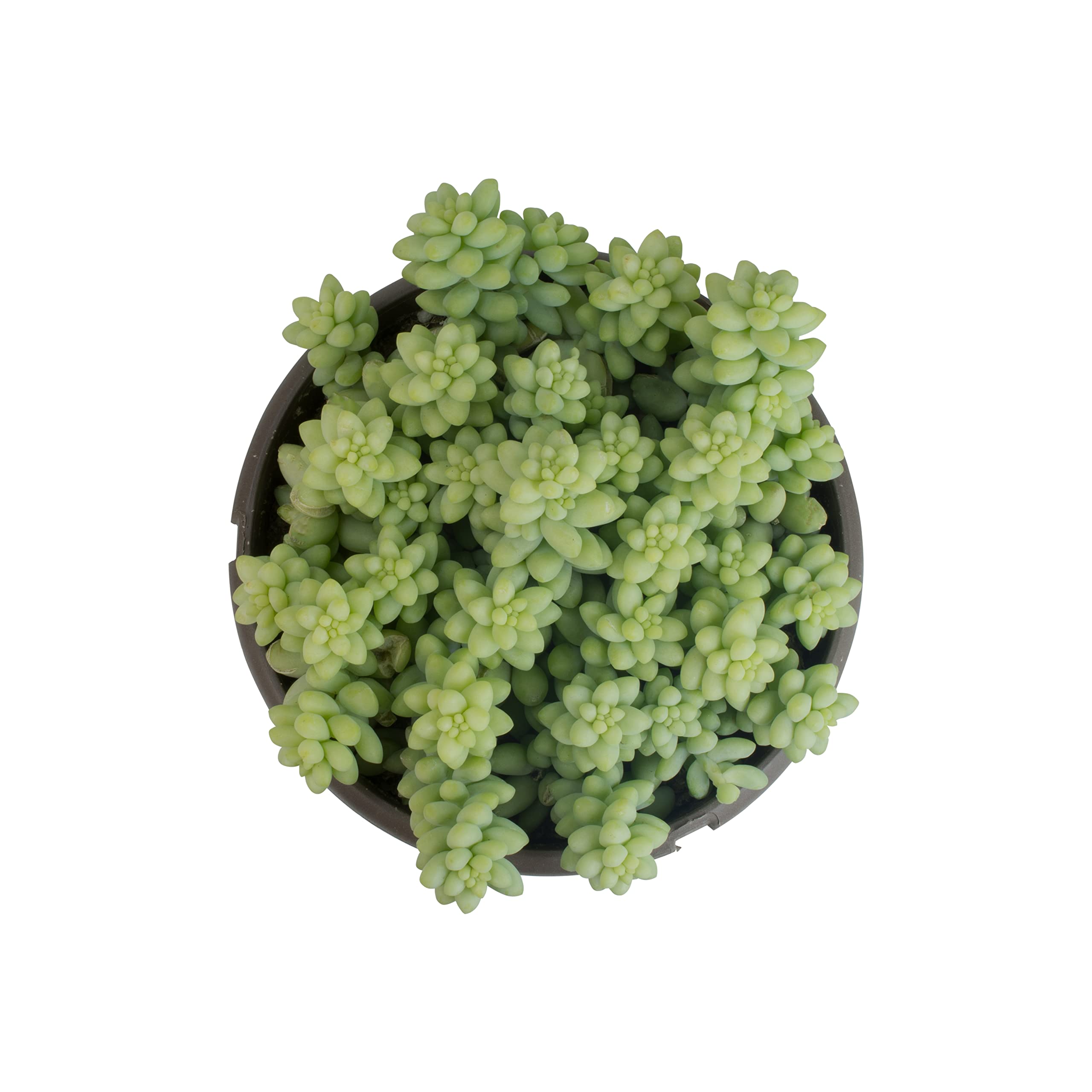 Sedum Burrito succulent in natural light
