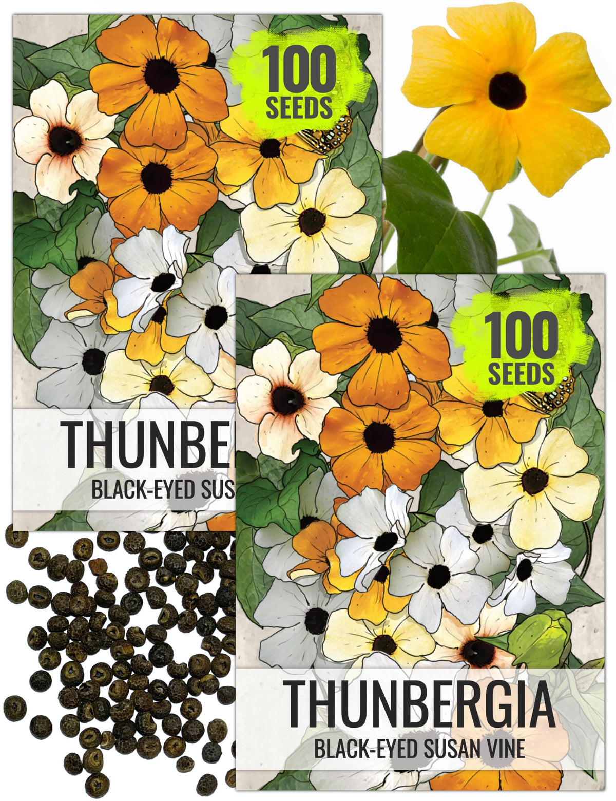 Seed Needs Black-Eyed Susan Vine Seeds packet front view