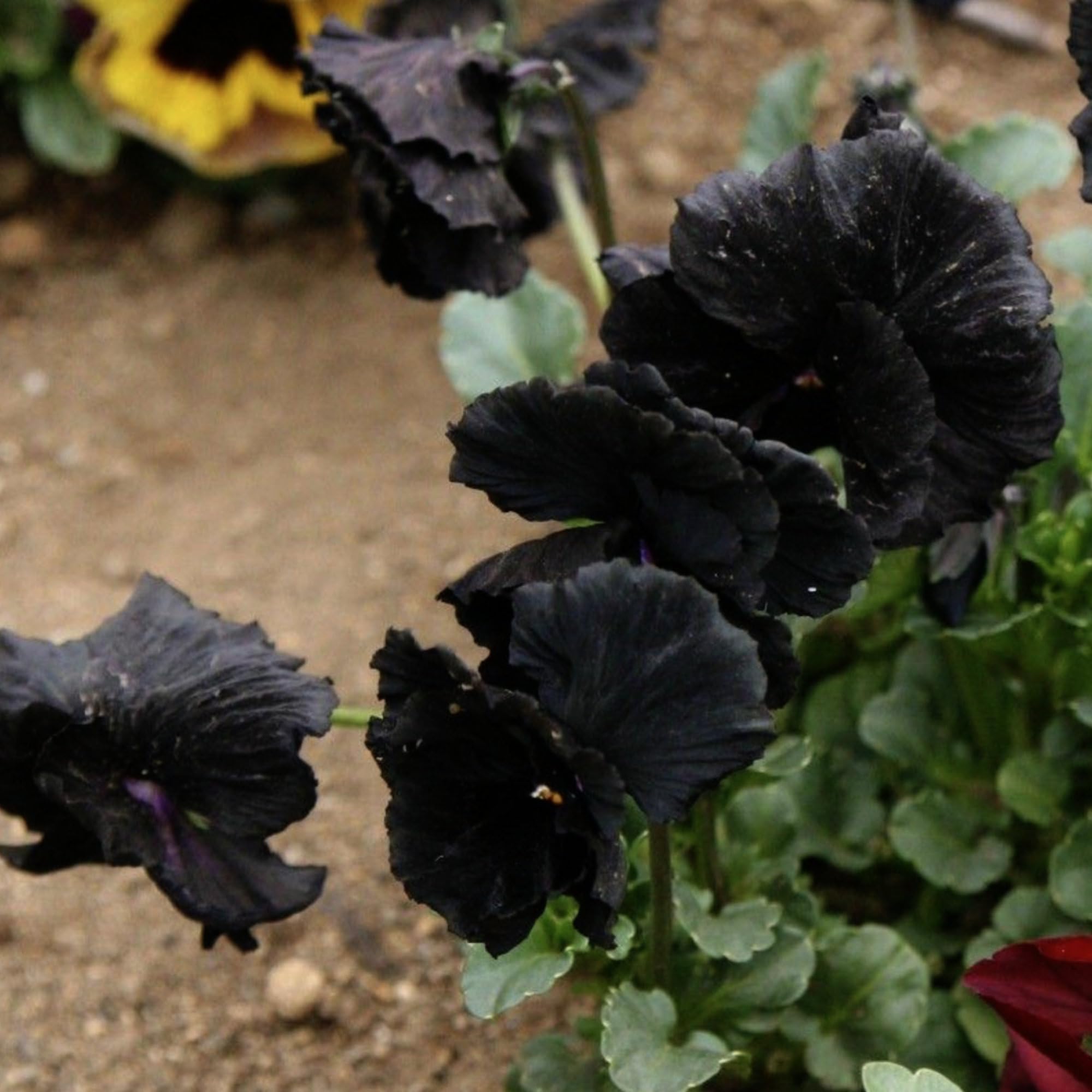 Seed Needs Black Pansy Seeds packet back with sowing instructions