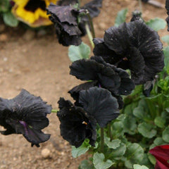 Seed Needs Black Pansy Seeds packet back with sowing instructions