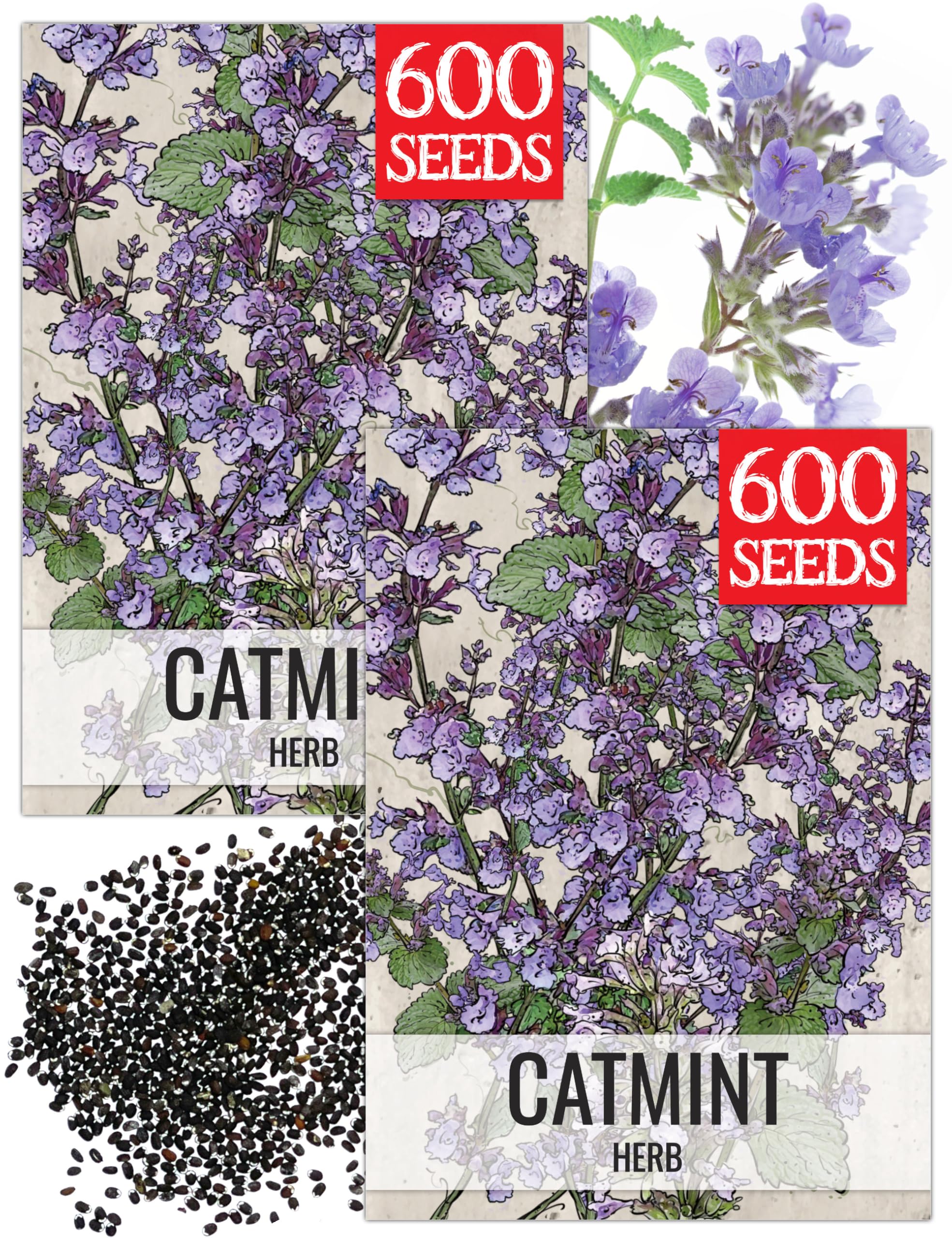 Seed Needs Catmint Herb Seeds 2 Packs front view