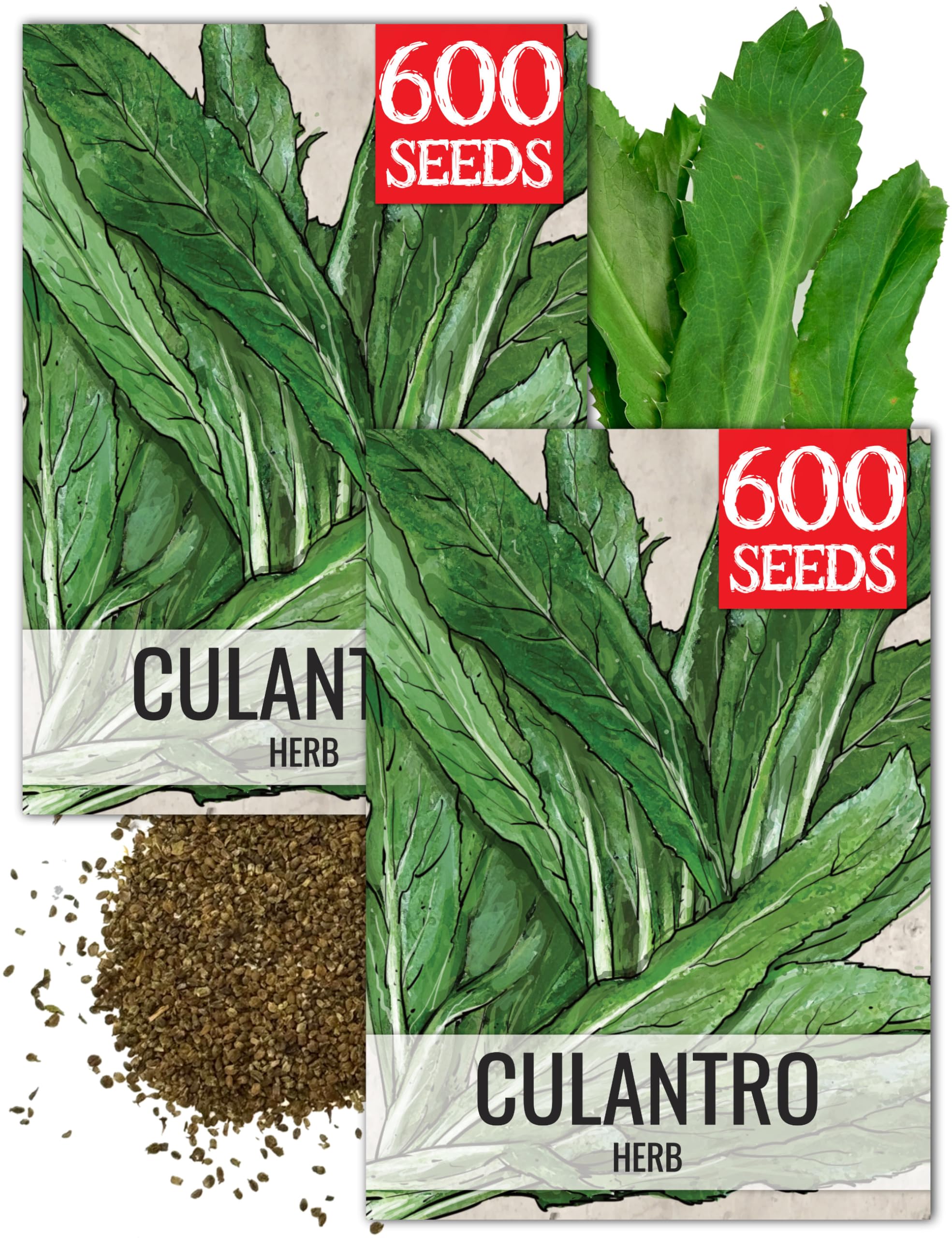 Seed Needs Culantro herb seeds packet front view