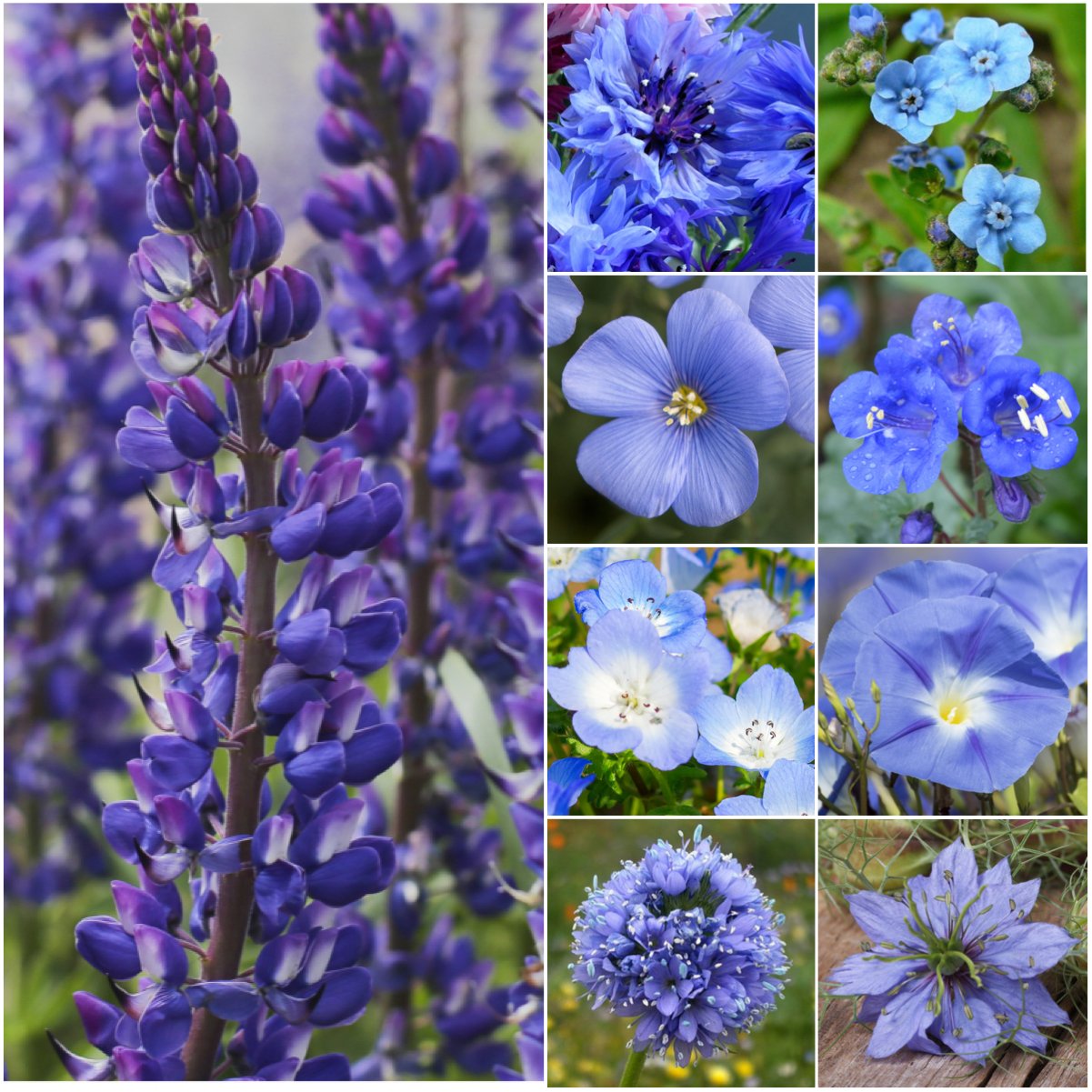 Seed Needs Dazzling Blue Wildflower Seeds 30,000 seeds bulk pack front view