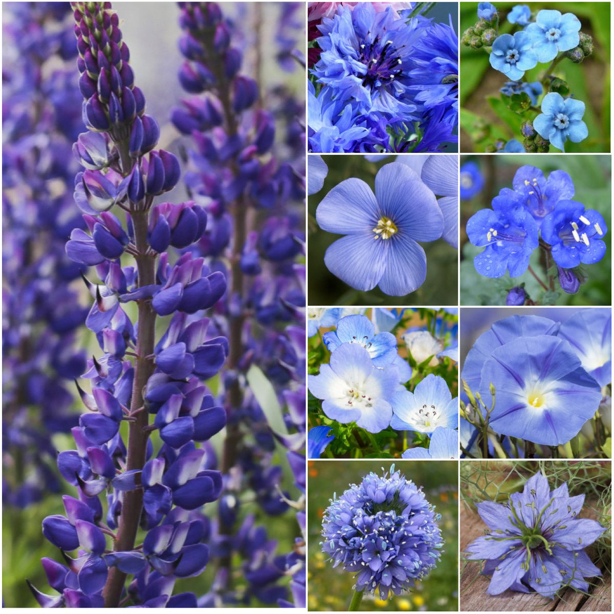 Seed Needs Dazzling Blue Wildflower Seeds 30,000 seeds bulk pack front view