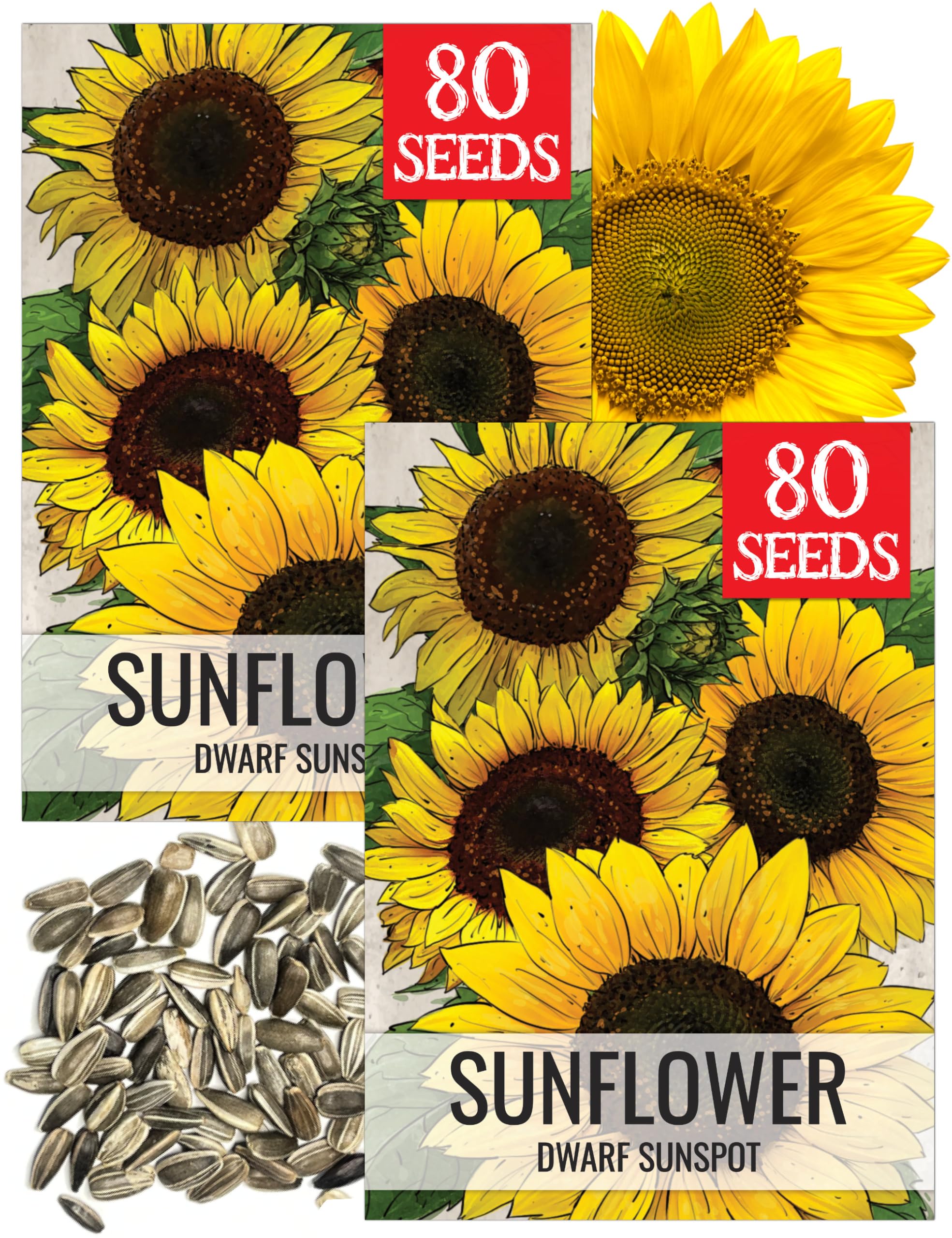 Seed Needs Dwarf Sunspot Sunflower Seeds 2 Pack front view