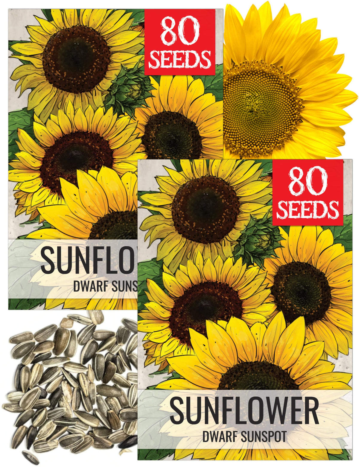 Seed Needs Dwarf Sunspot Sunflower Seeds 2 Pack front view