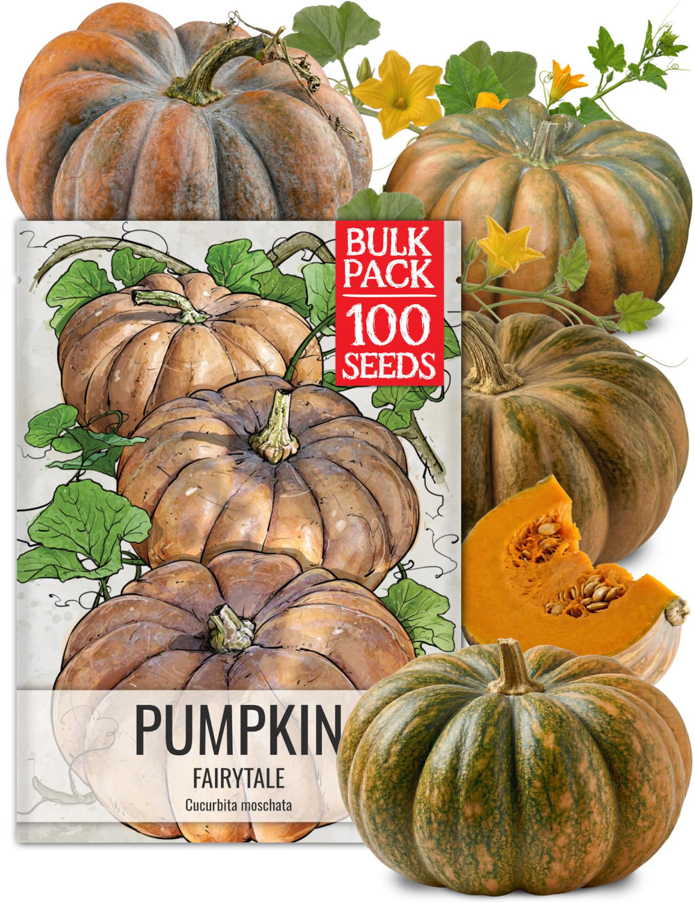 Seed Needs Fairytale Pumpkin Seeds bulk pack front view
