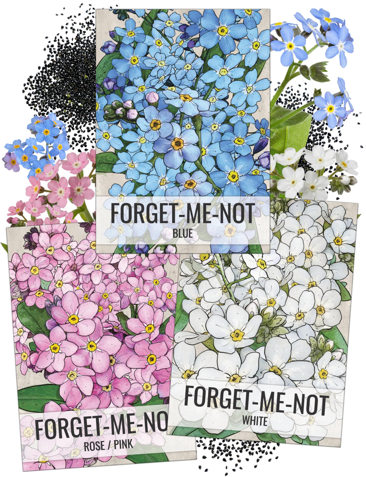 Seed Needs Forget-Me-Not Seeds Variety Pack with colourful flower illustrations