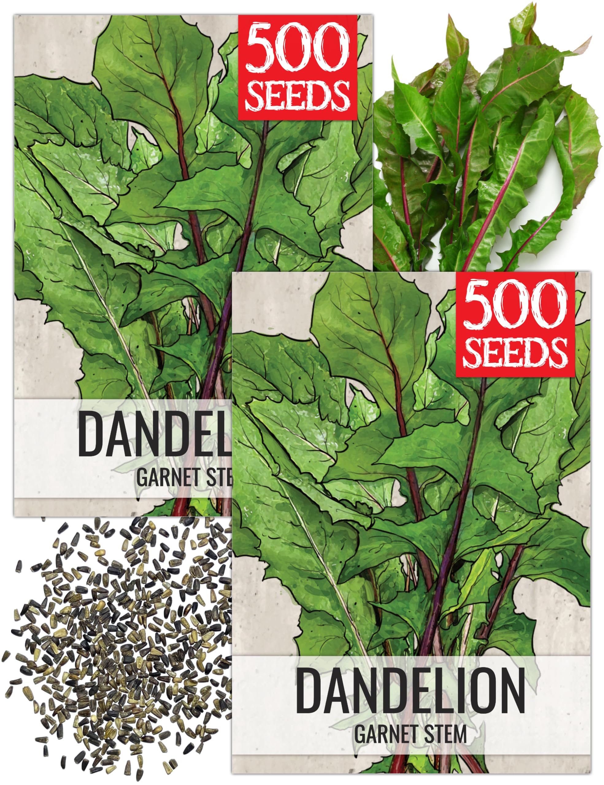 Seed Needs Garnet Stem Dandelion herb seeds front view