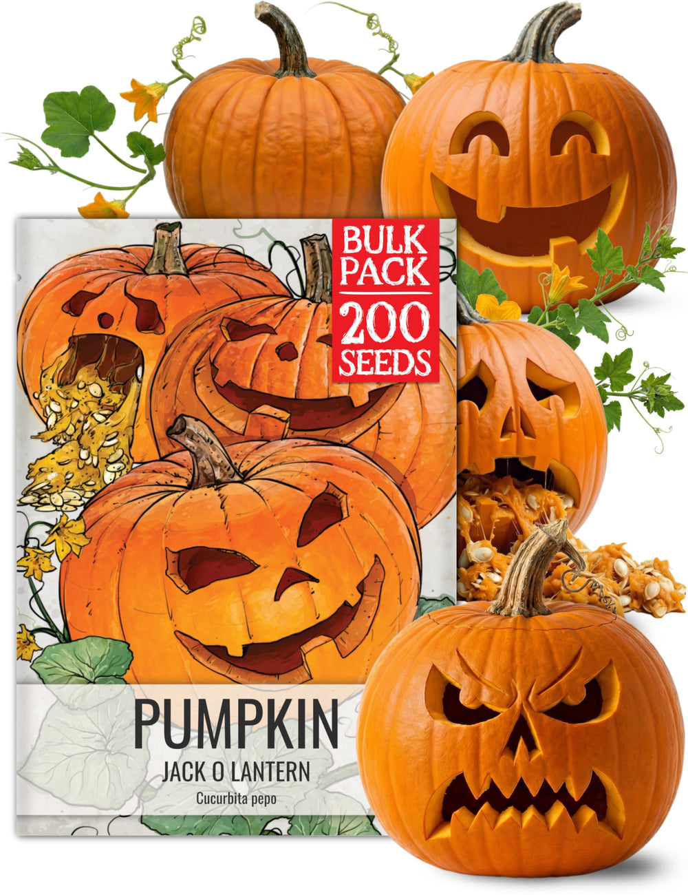 Seed Needs Jack O' Lantern pumpkin seeds bulk pack front view