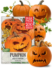 Seed Needs Jack O' Lantern pumpkin seeds bulk pack front view