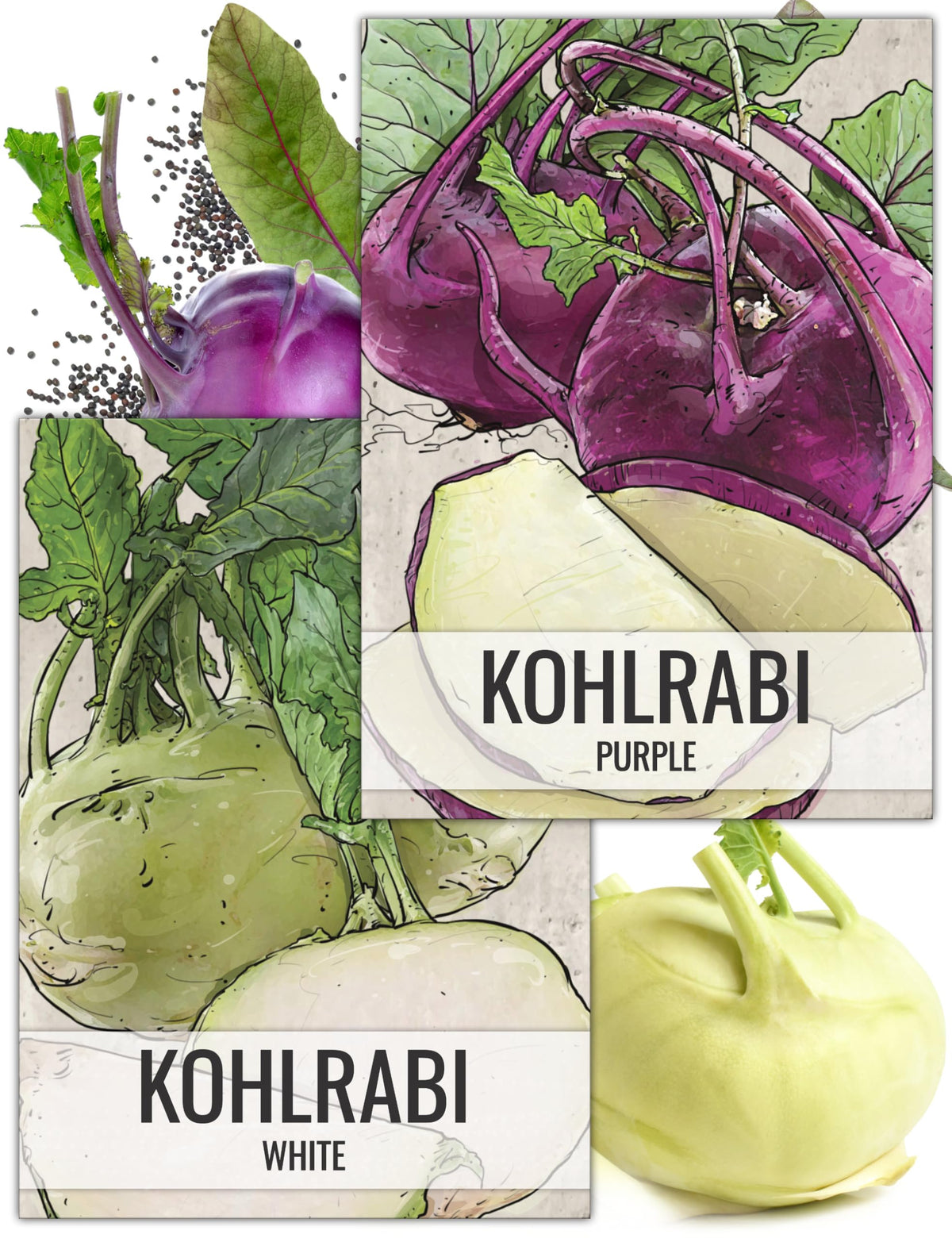 Seed Needs Kohlrabi Seeds Variety Pack front view with illustrations