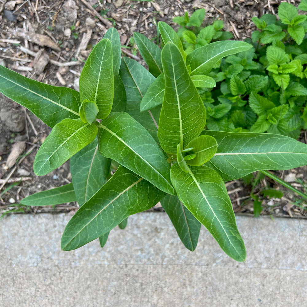 Seed Needs Milkweed Seeds packet sowing information on reverse side