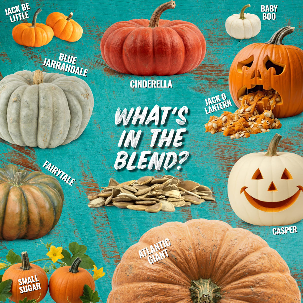 Seed Needs pumpkin seeds Spooky Mix with fresh harvest