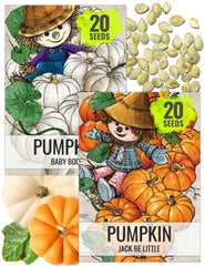 Seed Needs Pumpkin Seeds Variety Pack featuring Jack Be Little and Baby Boo