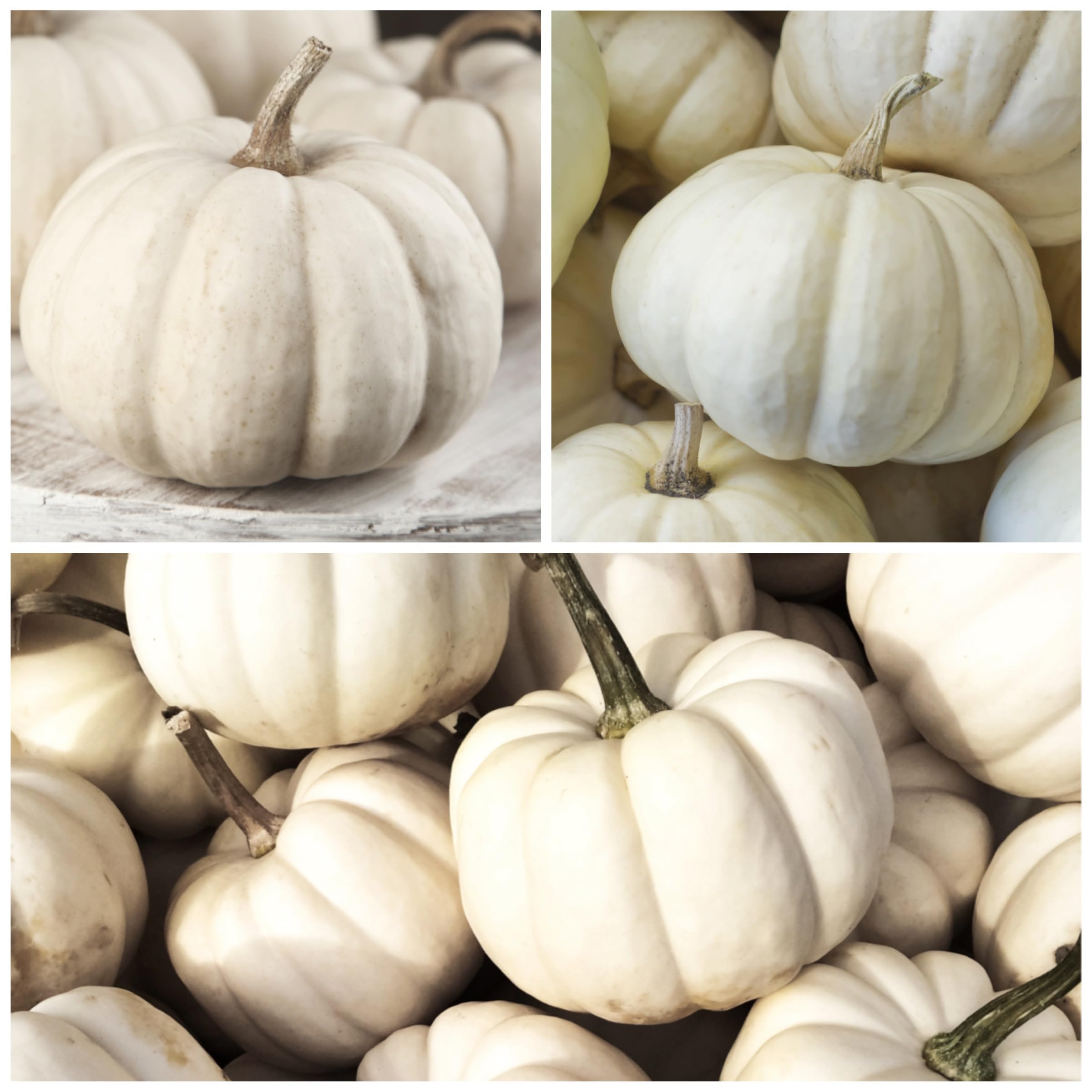 Seed Needs pumpkin seeds with soil and gardening pots