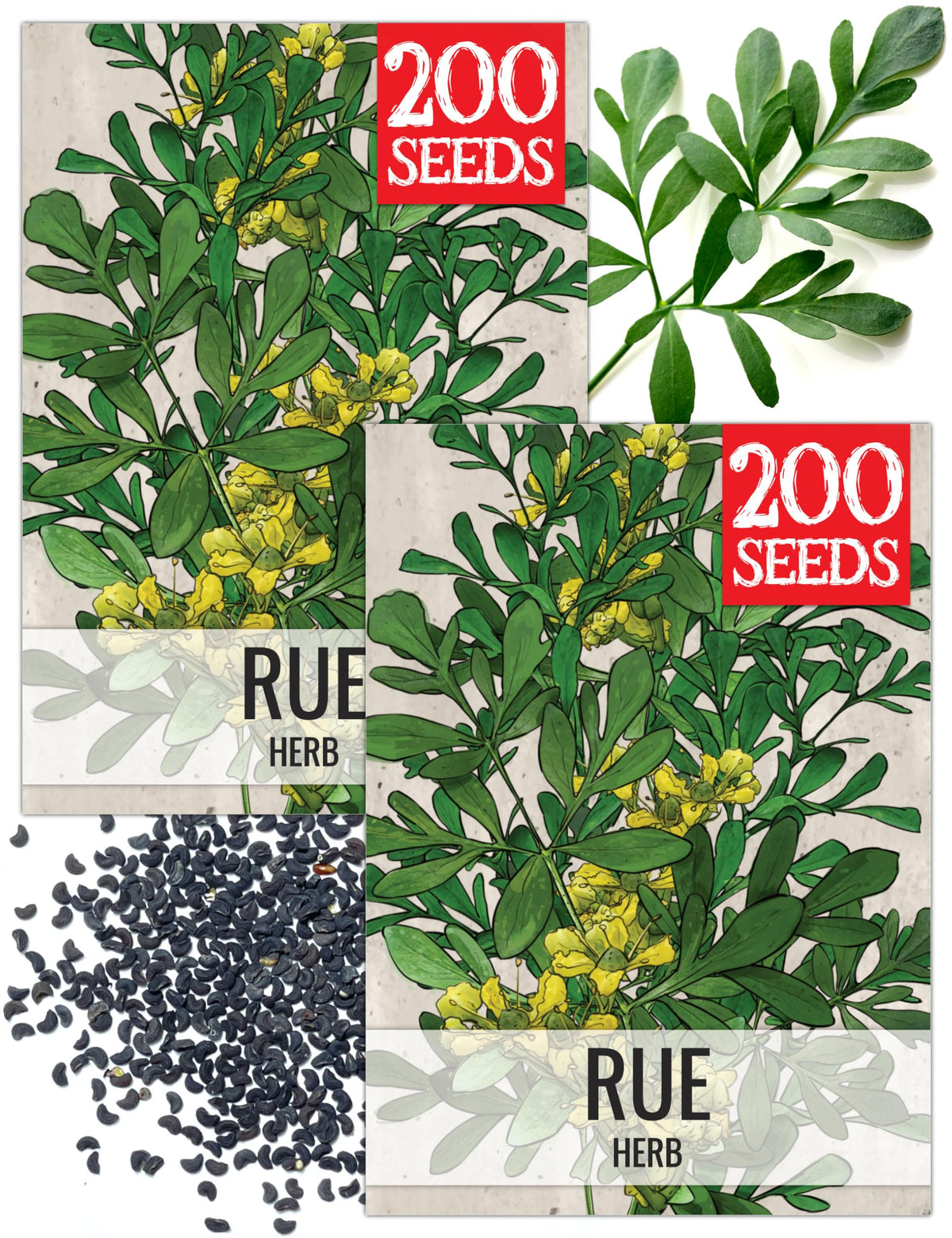 Seed Needs Rue Herb Seeds packet front view