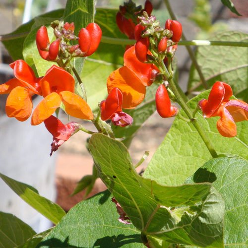 Seed Needs Scarlet Emperor Runner Bean Seeds 2 Ounce Pack with vibrant packaging
