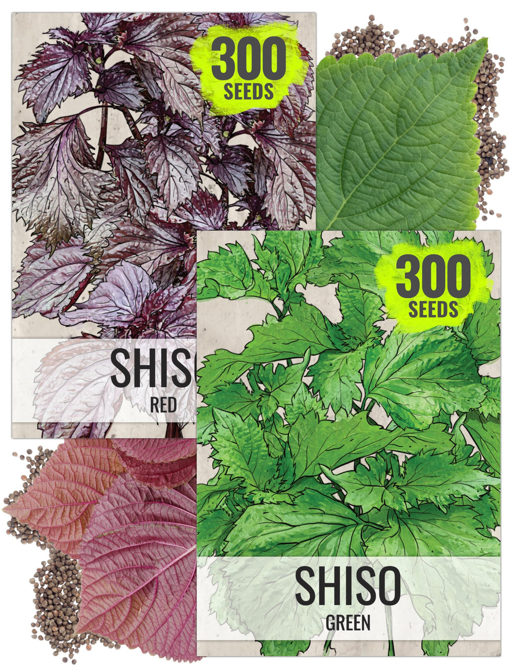 Seed Needs Shiso Herb Seeds variety pack front view with artistic illustration