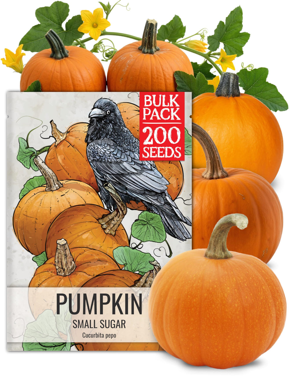 Seed Needs Small Sugar Pumpkin Seeds packet front view