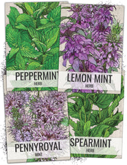 Seed Needs Spearmint Seeds packet front view with illustration