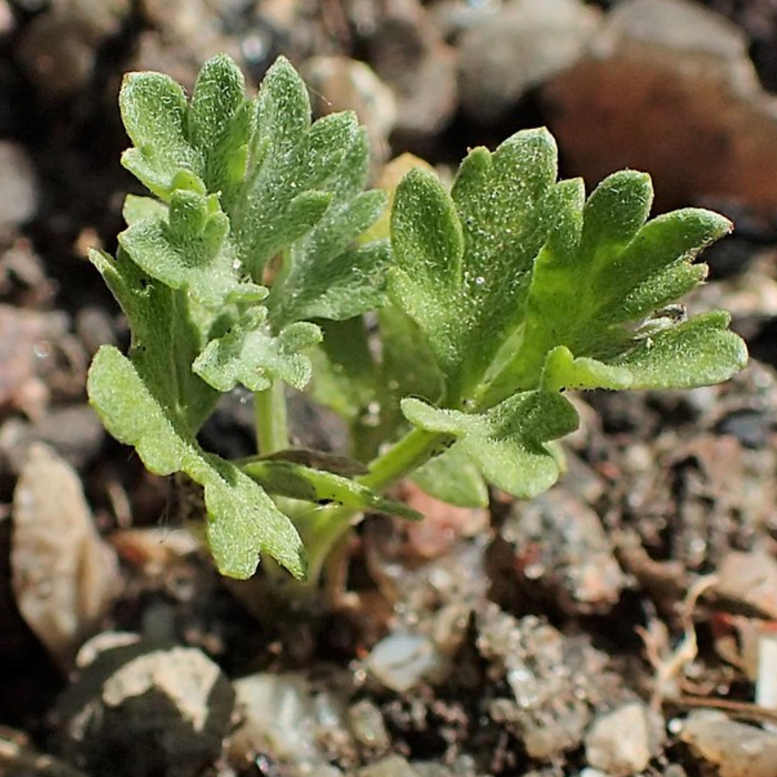 Seed Needs Wormwood seed packet next to gardening tools