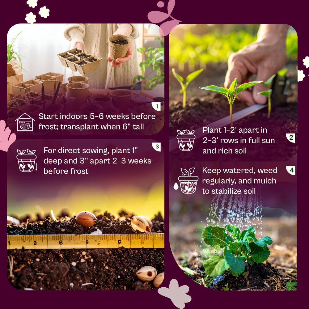 Seed packet dimensions of SVI Broccoli Seeds