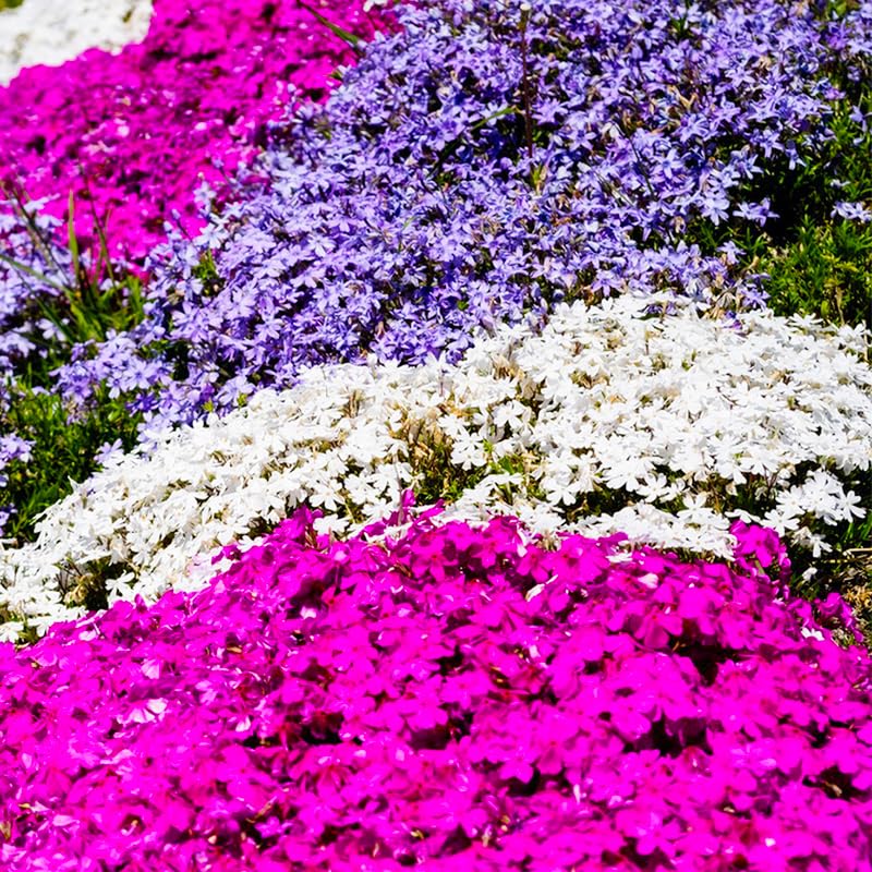 Seed packet of Creeping Phlox with planting instructions