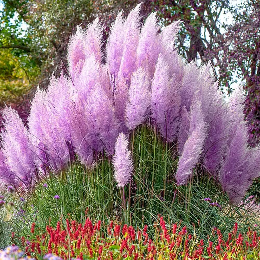 Seed packet of QEVJEKR Pampas Grass
