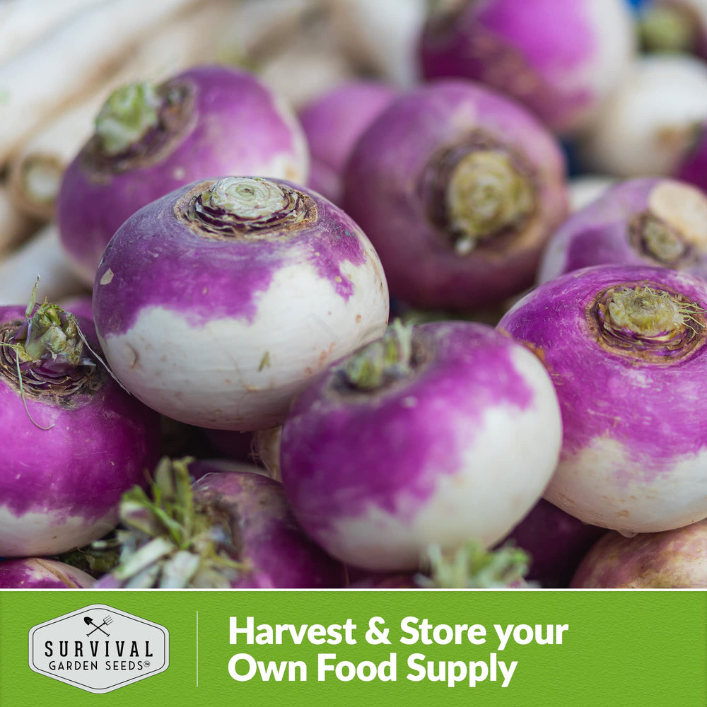 Seed packet of SURVIVAL GARDEN SEEDS Purple Top Turnips