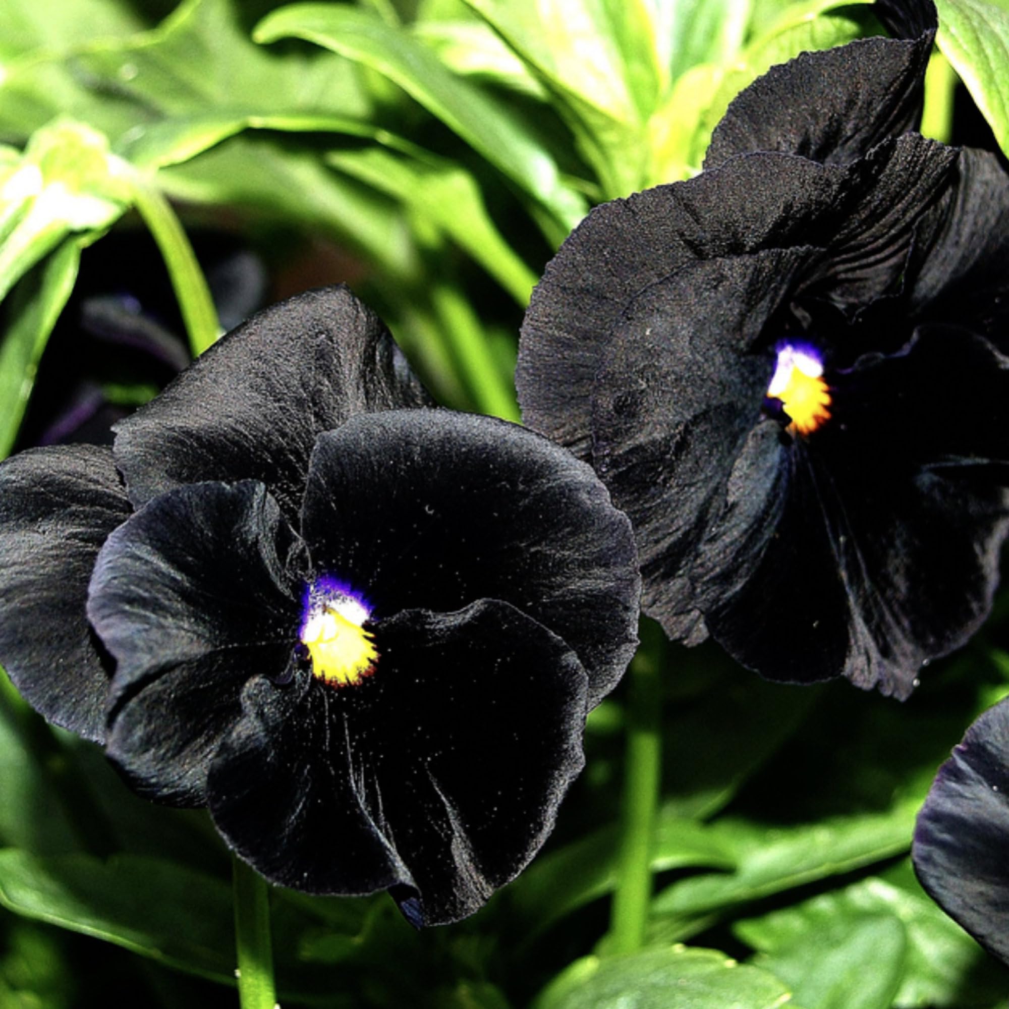 Seed packet showing details of Seed Needs Black Pansy Seeds