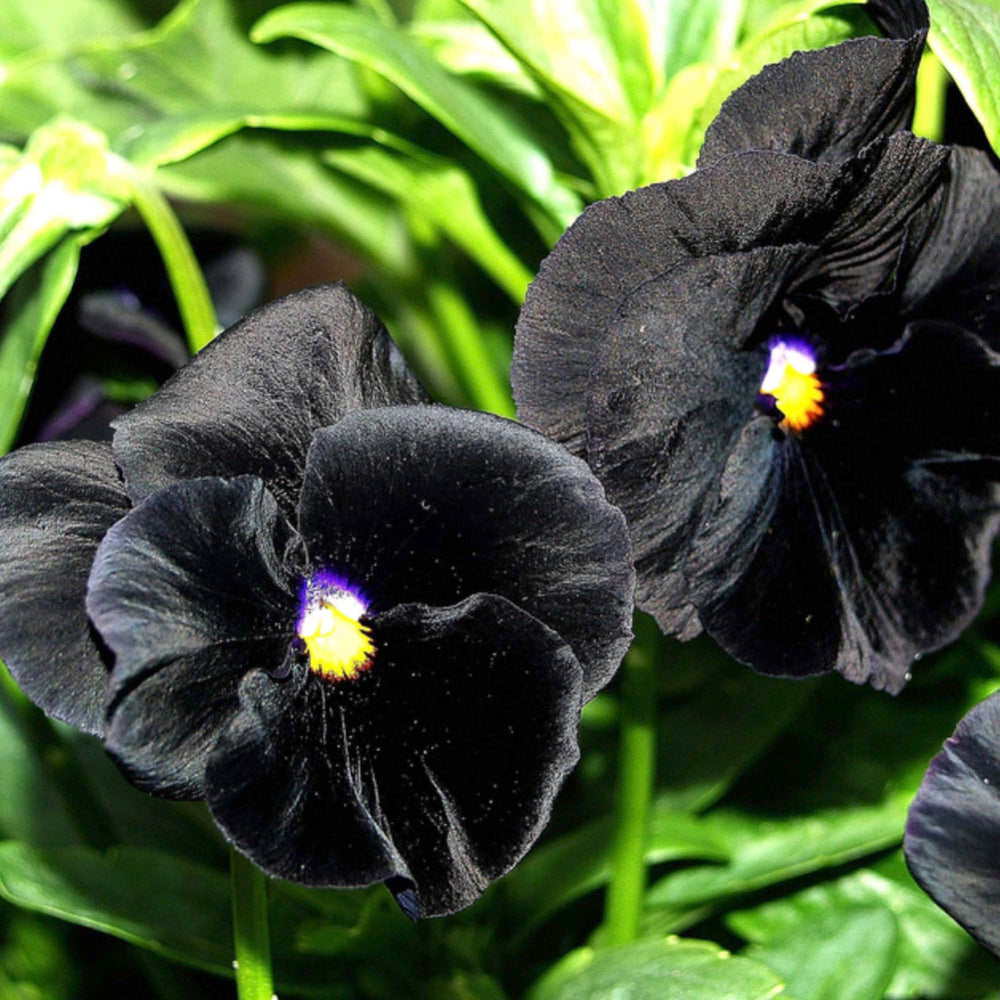 Seed packet showing details of Seed Needs Black Pansy Seeds