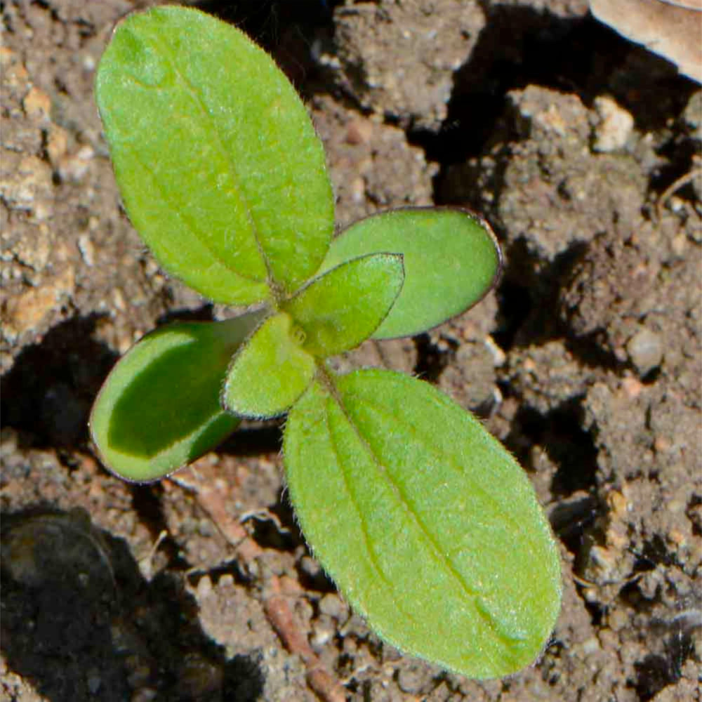Seed packet with detailed sowing information on reverse