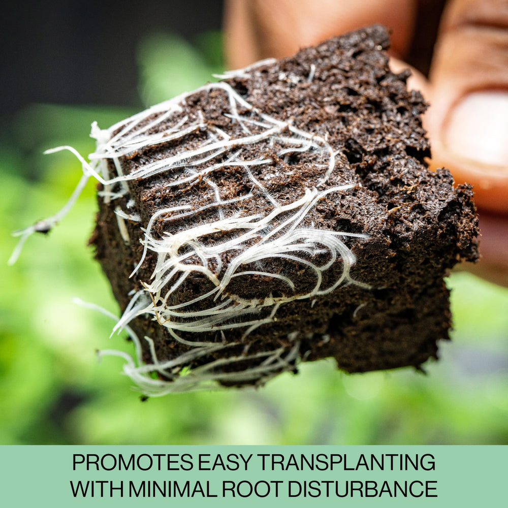 Seed starter trays showing drainage slits for water management
