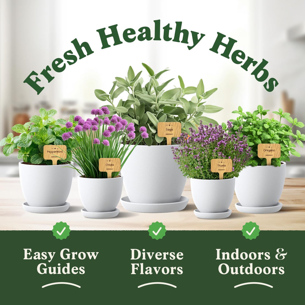 Seedboy Organic Non-GMO herb seeds in packets