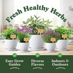 Seedboy Organic Non-GMO herb seeds in packets
