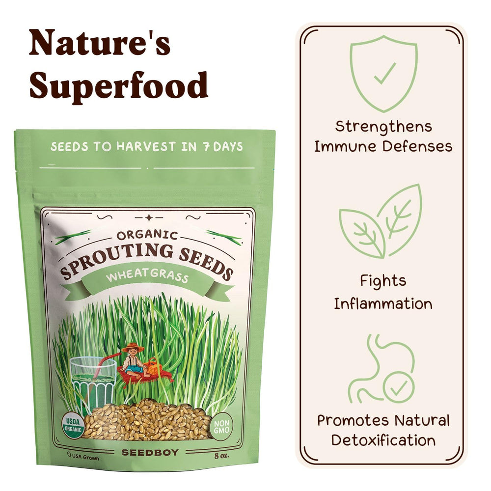 Seedboy Organic Wheatgrass Seeds growing in indirect sunlight