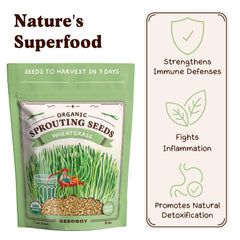 Seedboy Organic Wheatgrass Seeds growing in indirect sunlight